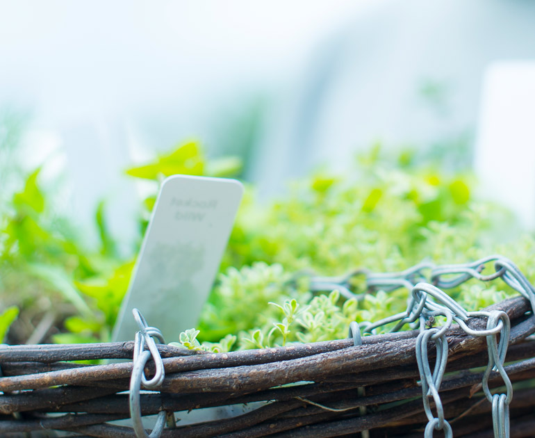 An image of a growing basket in the MERL garden.
