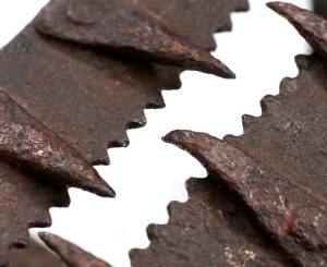 Detail of Man trap (MERL 62/403)