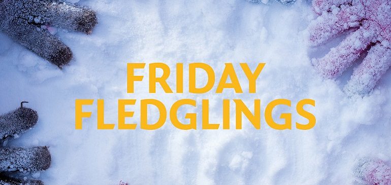 The words Friday Fledglings in yellow on a snowy ground with blue and red gloves around the edge.
