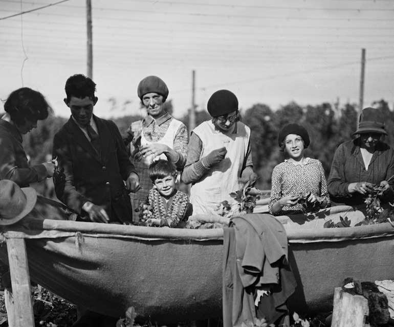 A group of men, women and children stand above a hammock full of harvested hops.