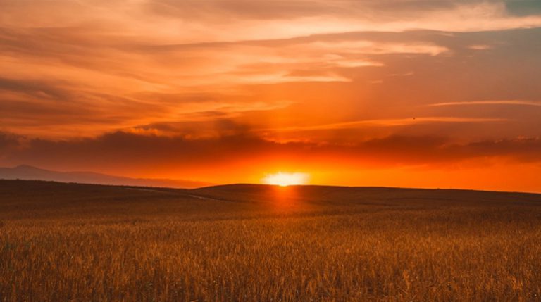 Orange sunset over a field of golden wheat for late opening in January