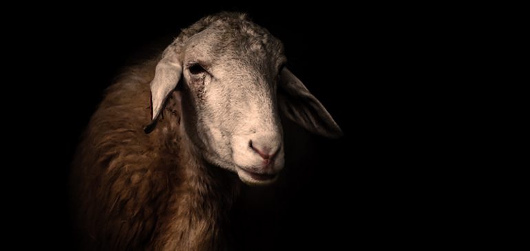 A striking sheep portrait on a black background