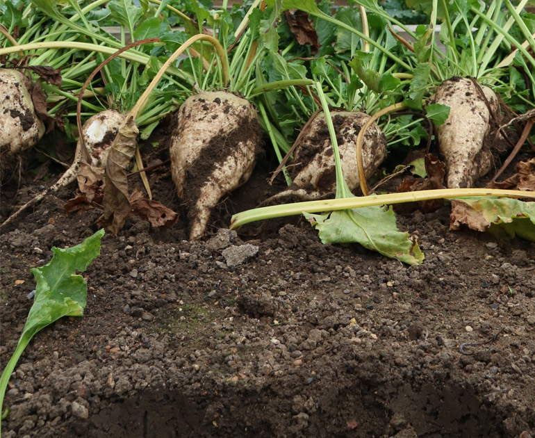 An image of harvested beets with green leaves laid in a row in a growing bed, with soil taking up the rest of the image.