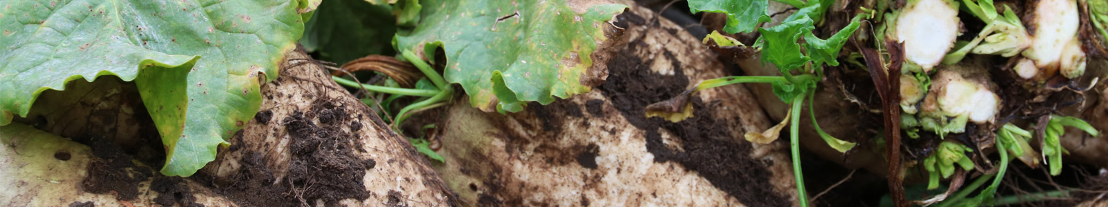 A close-up of a muddy beet, with some green leaves showing in the top of the image.