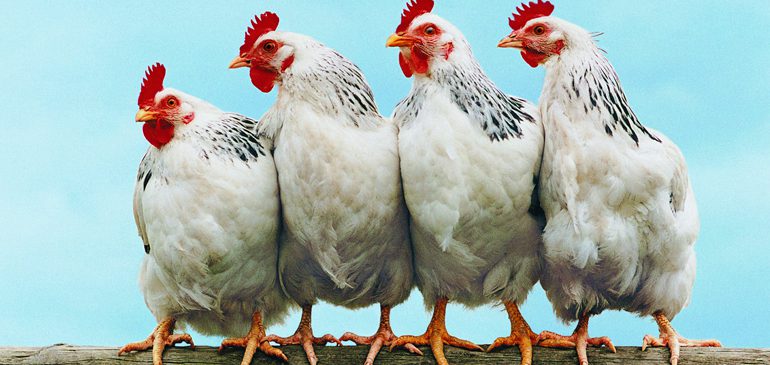 Row of 4 white chickens standing on a log against a blue background