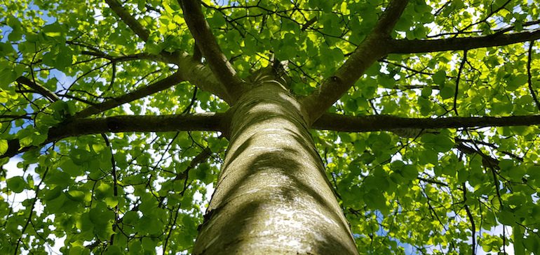 Looking up through the branches of a tree with the trunk in the center