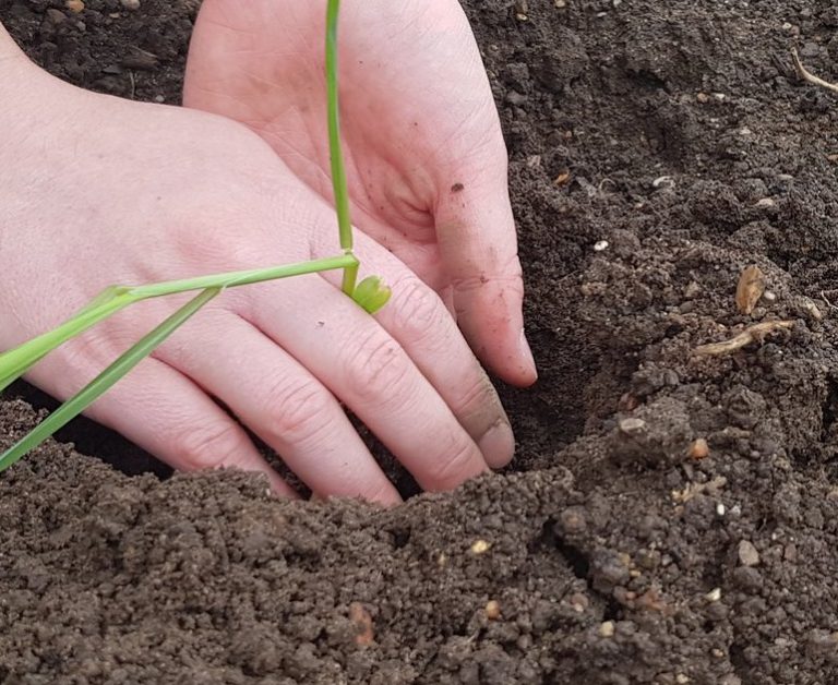 Two white hands planting a small corn plant in soil in the MERL test bed.
