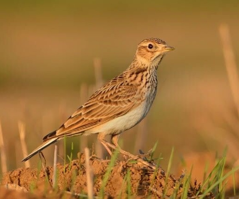 A bird standing on some soil.