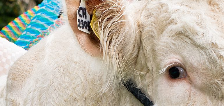 The head and eye of a large white bull with a sculpture from Sire an exhibition by Maria McKinney at The MERL