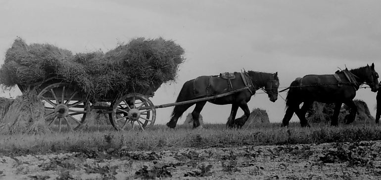 Horse pulling hay wagon, farm wagons exhibition
