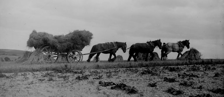 three horses pulling a hay cart, farm wagons exhibition