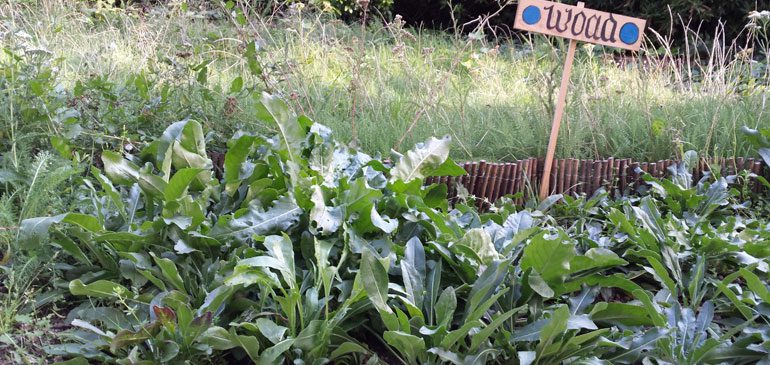 plants growing in the foreground with a wooden sign behind saying woad