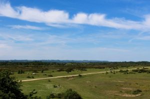 Photo of Greenham Common today, grass-covered missile silos just visible in the centre of the photograph.