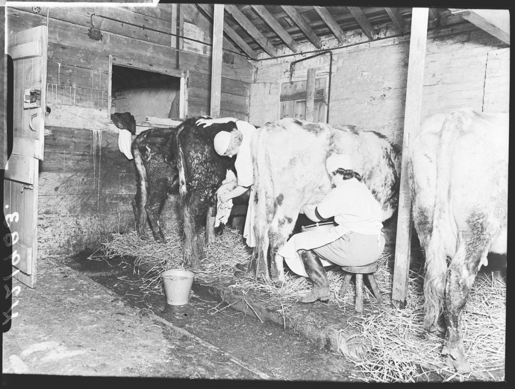 Members of the Women's Land Army milking at Carpenders Park Farm, Hertfordshire