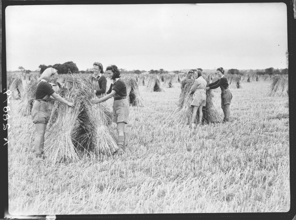 Women's Land Army members stooking Red Standard Wheat, Kent War Agricultural Executive Committee's farm