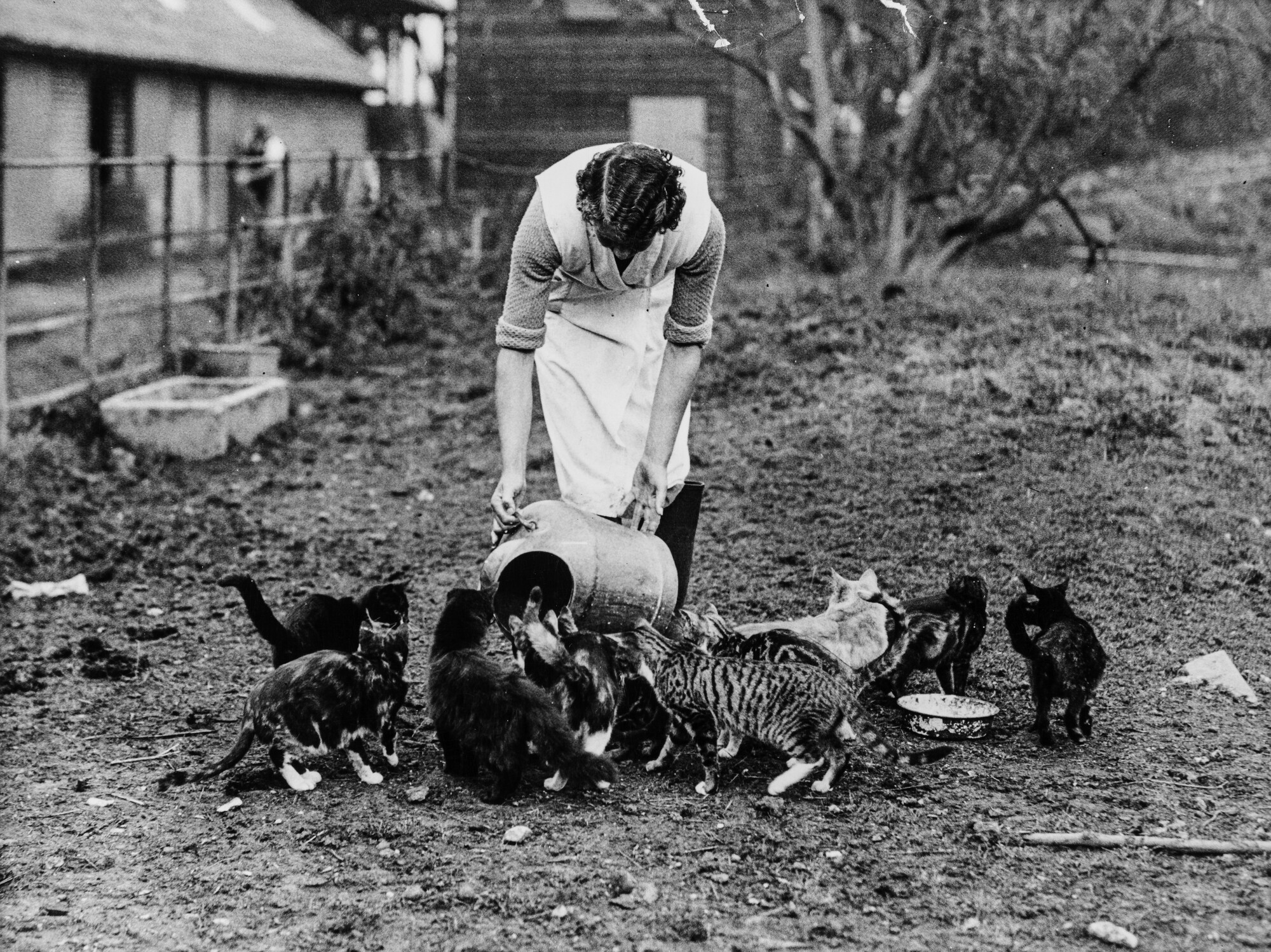 Cats drinking milk on a farm.
