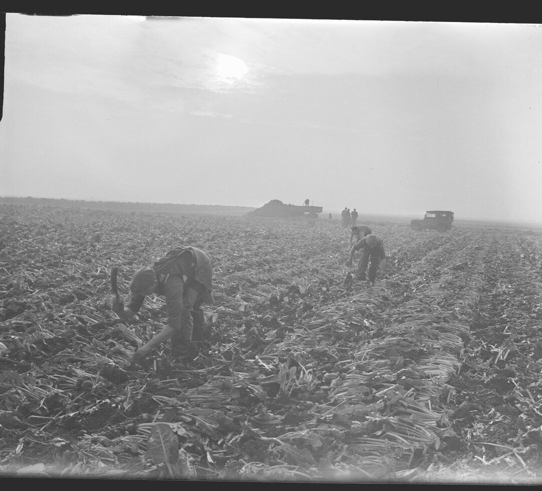 Root harvest in the fens This photo could be full of fairies and we'd never know. It's root harvesting in the Fens.
