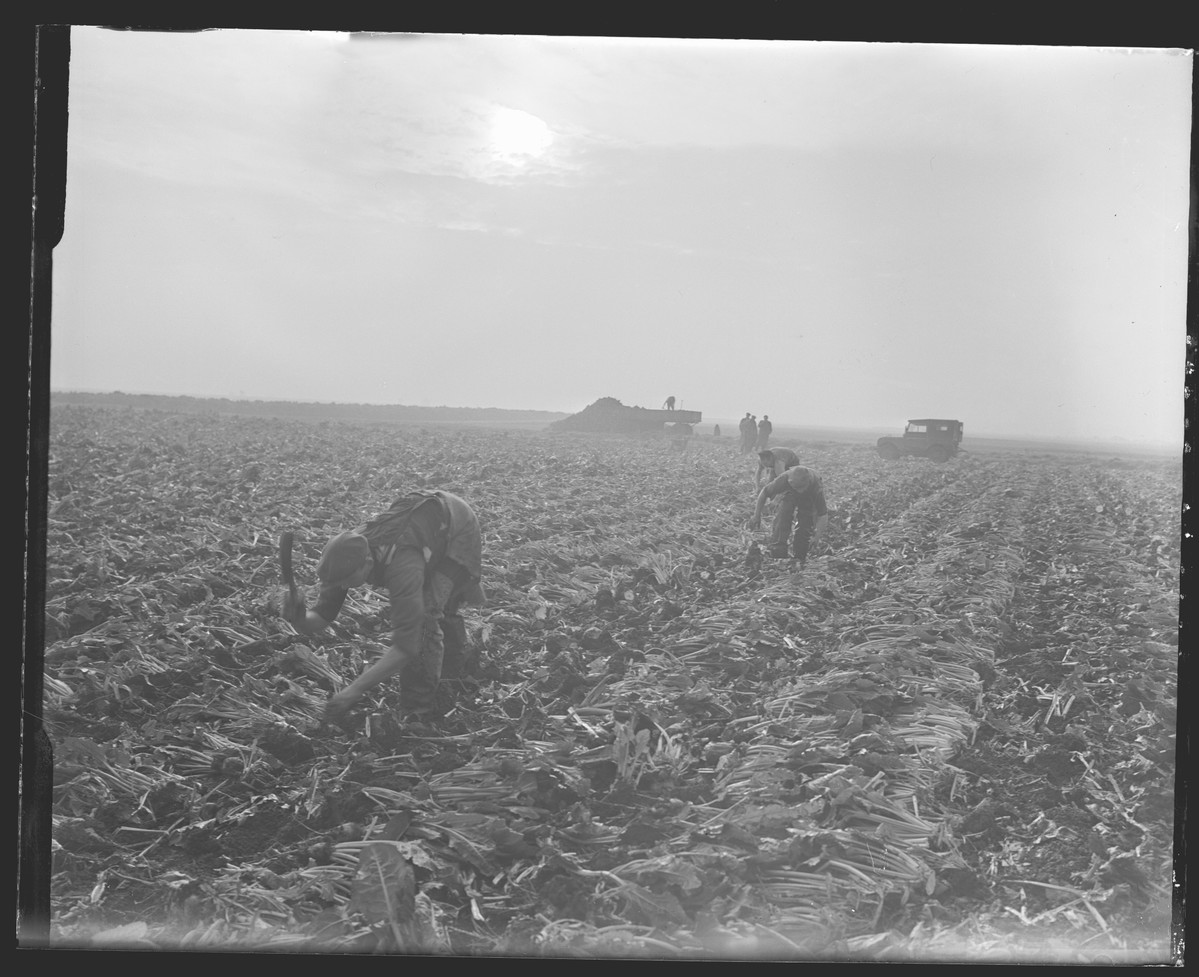 This photo could be full of fairies and we'd never know. It's root harvesting in the Fens.