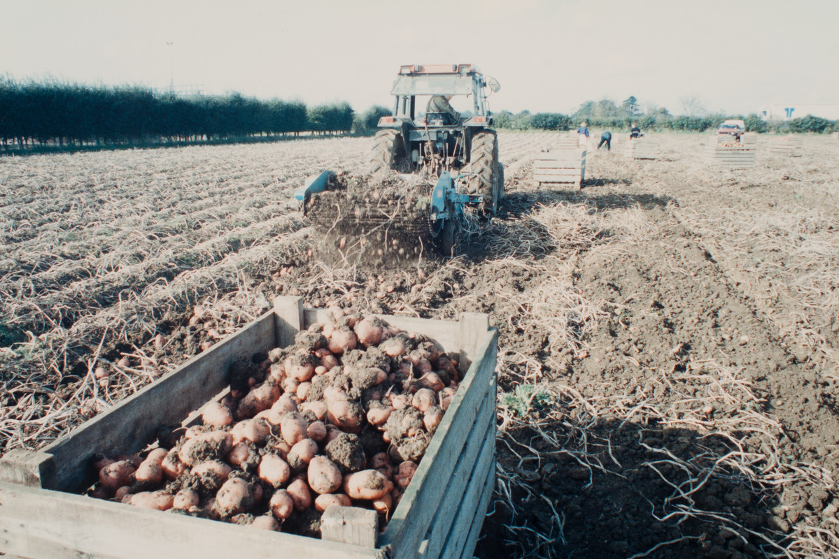 Harvesting of sugar beet, potatos and pumpkins! Taken by Peter Adams. (MERL PH2/122C)