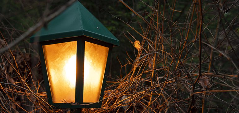 A lantern glowing and lighting up surrounding trees in the dark woods