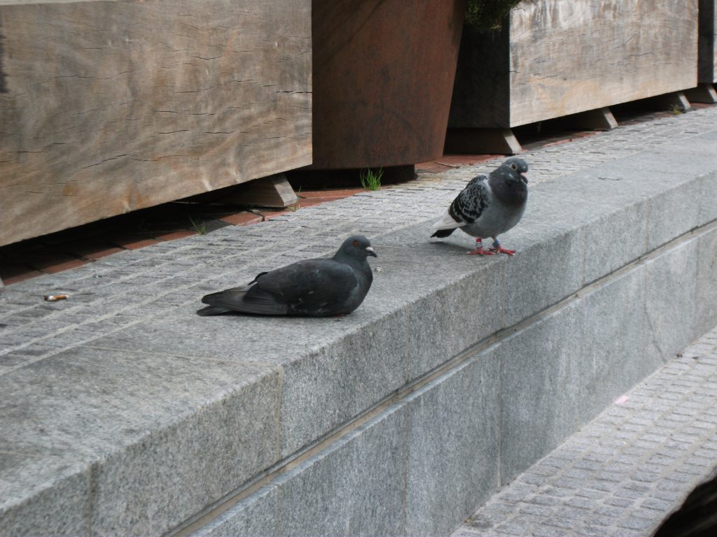 Two pigeons by planters.
