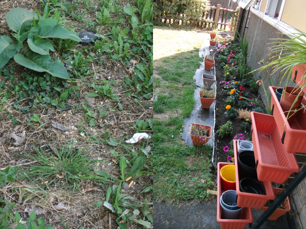 A garden, before and after.