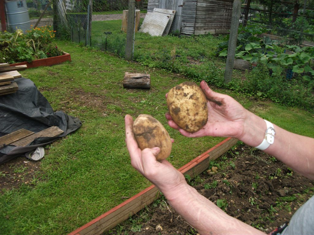 Potatoes grown in a garden.