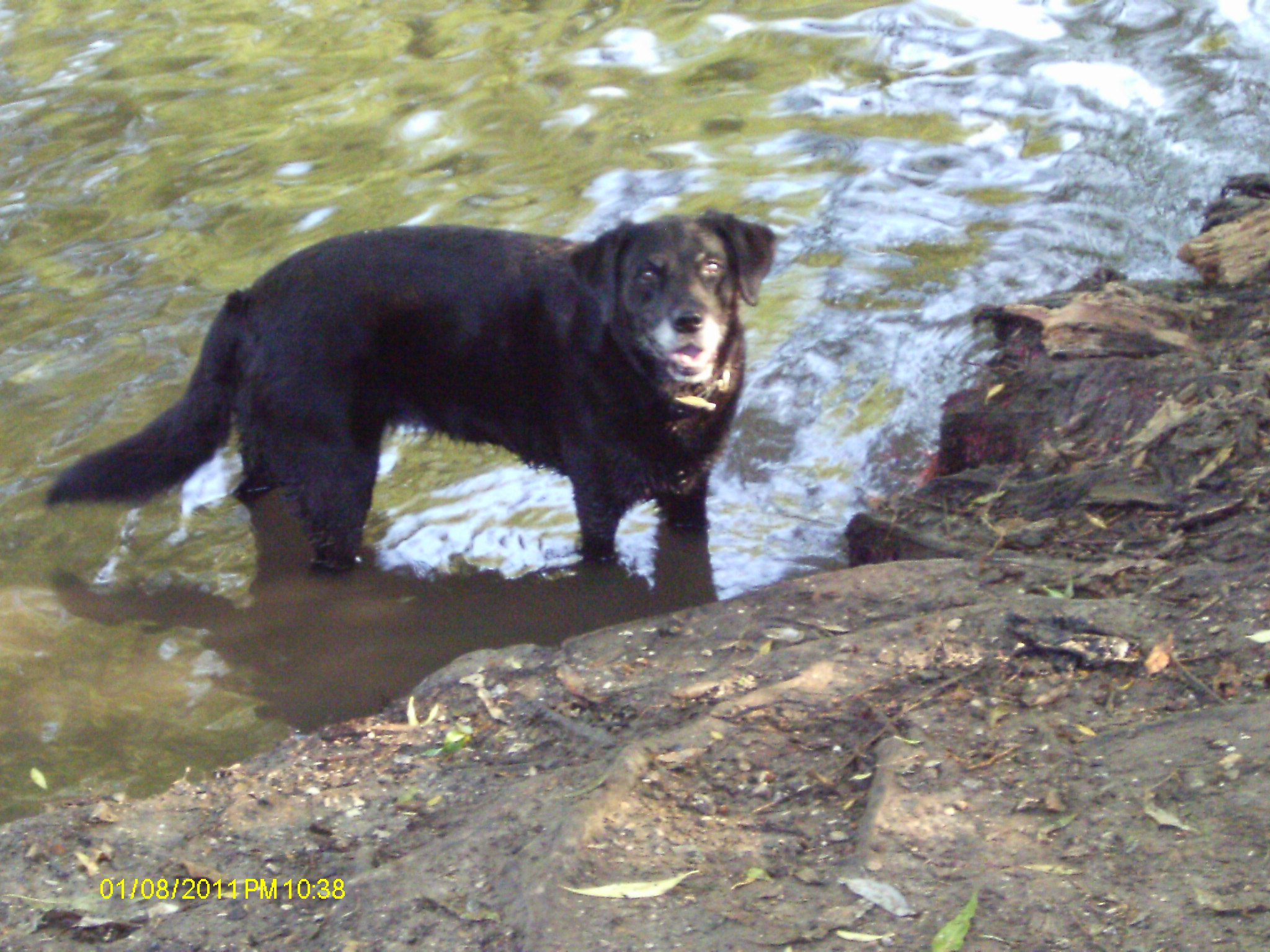 A walk with the dog