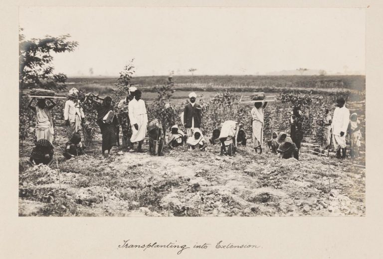 Black and white photograph showing a group of Indian labourers standing in a field