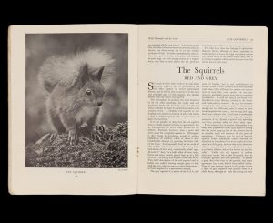 Double page spread of text and images about squirrels