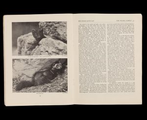 Double page spread of text and images about pine martens and polecats