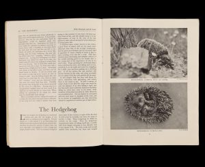 Double page spread of text and images about hedgehogs
