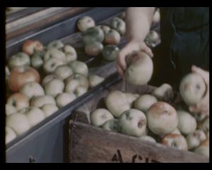 Still showing apples and crate, as taken from colour film, The Storage of Apples, 1951 (MERL TR MAFF PH6/73)