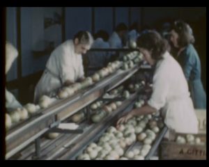 Still showing sorting and grading, as taken from colour film, The Storage of Apples, 1951 (MERL TR MAFF PH6/73)