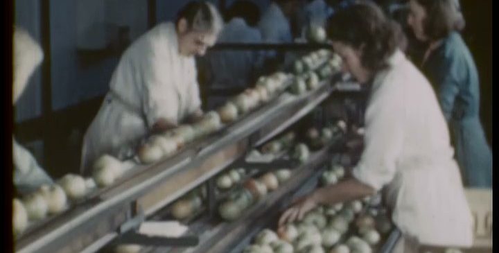 Still showing sorting and grading, as taken from colour film, The Storage of Apples, 1951 (MERL TR MAFF PH6/73)