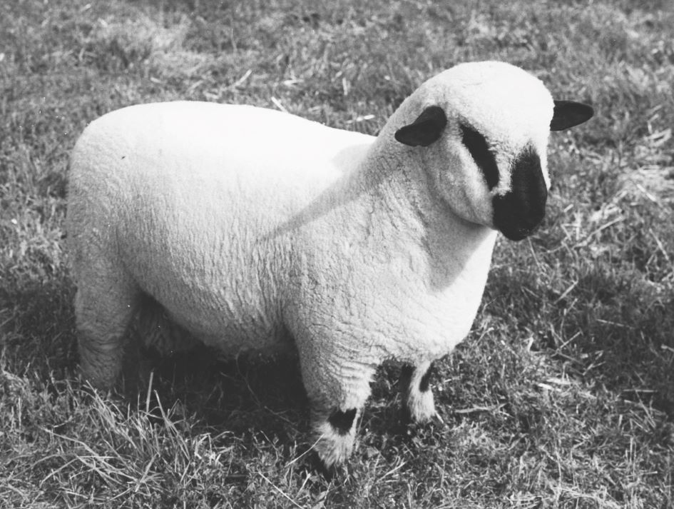 Mental health in farming