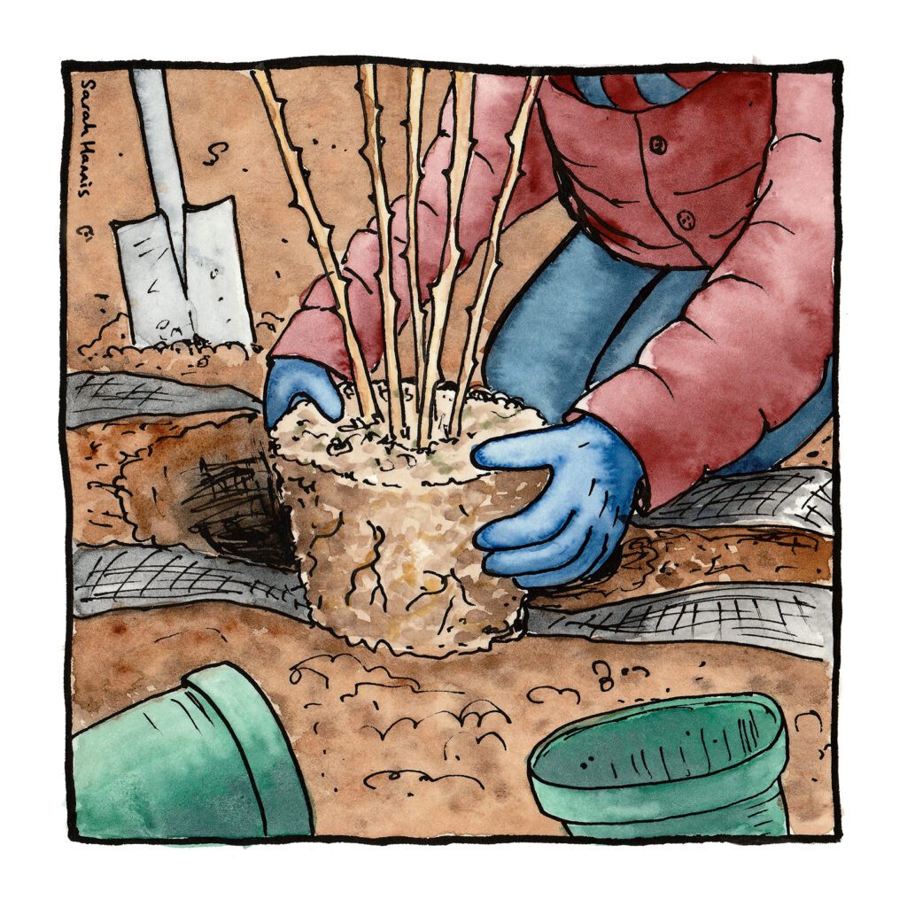 One of 30 ink and watercolour sketches by Sarah Hannis, provide an insight into the daily lives of migrant agricultural workers