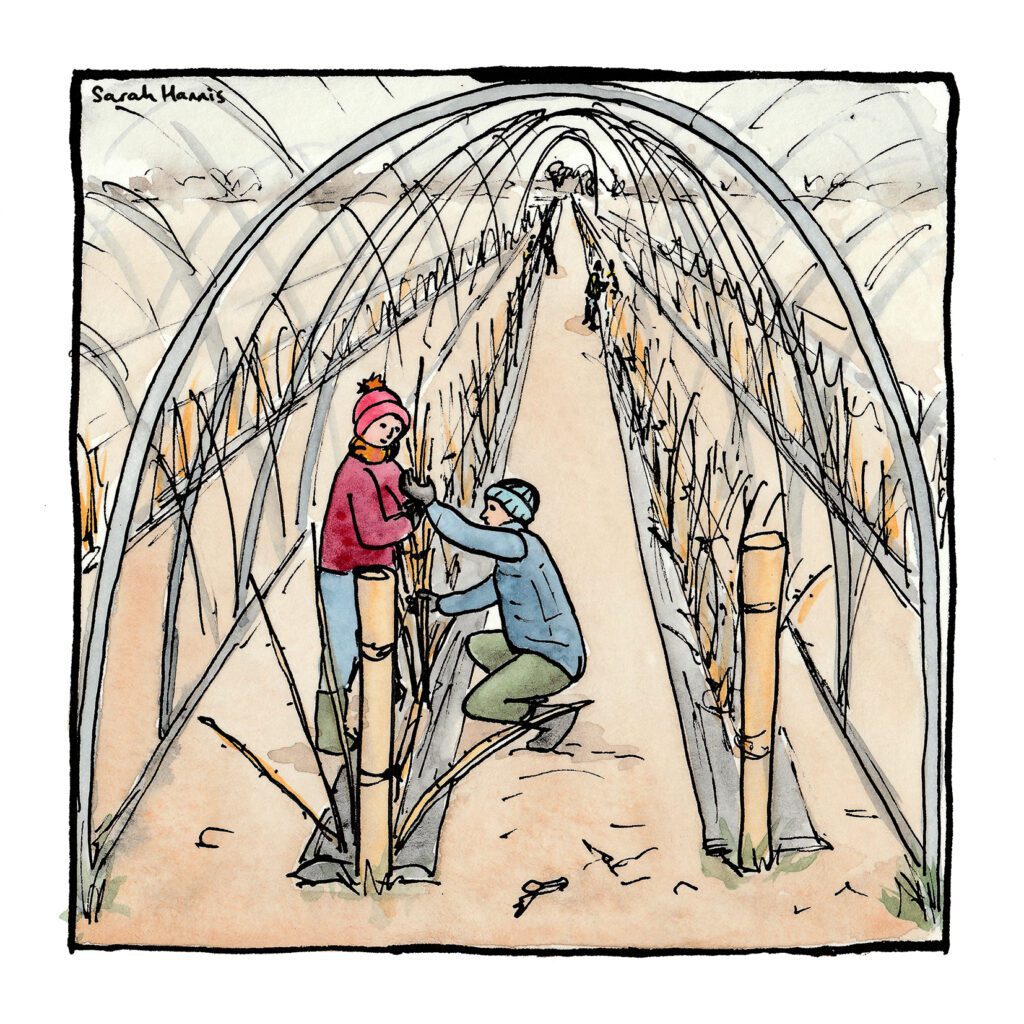 One of 30 ink and watercolour sketches by Sarah Hannis, provide an insight into the daily lives of migrant agricultural workers