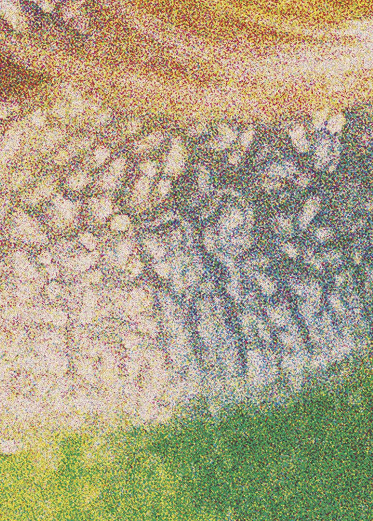 Close up of snail on a leaf from JC Niala, 'Portal: 1918 Allotment' (Fig: Oxford, 2022), p.2