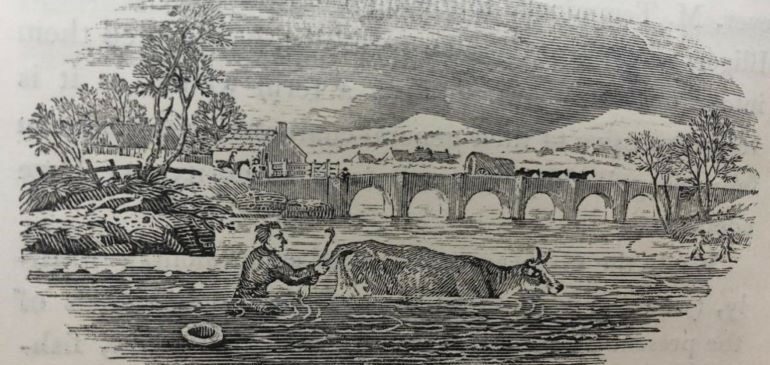 Thomas Bewick vignette at the end of the introduction to “The Predatory Gulls” section in A History of British Birds, Vol. II, Water Birds