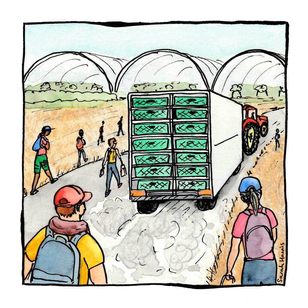 One of 30 ink and watercolour sketches by Sarah Hannis providing insight into the daily lives of migrant agricultural workers who came to the UK in 2021. This image shows a tractor pulling crates ready to be filled.
