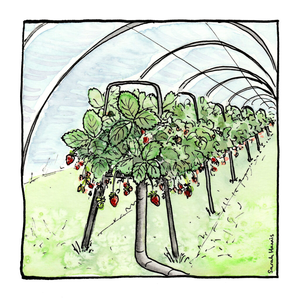 One of 30 ink and watercolour sketches by Sarah Hannis providing insight into the daily lives of migrant agricultural workers who came to the UK in 2021. This image shows lines of strawberry plants growing under cover.
