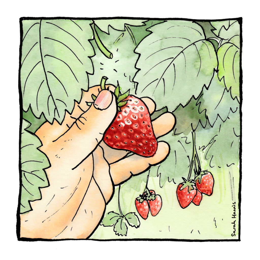 One of 30 ink and watercolour sketches by Sarah Hannis providing insight into the daily lives of migrant agricultural workers who came to the UK in 2021. This image shows picking by hand.