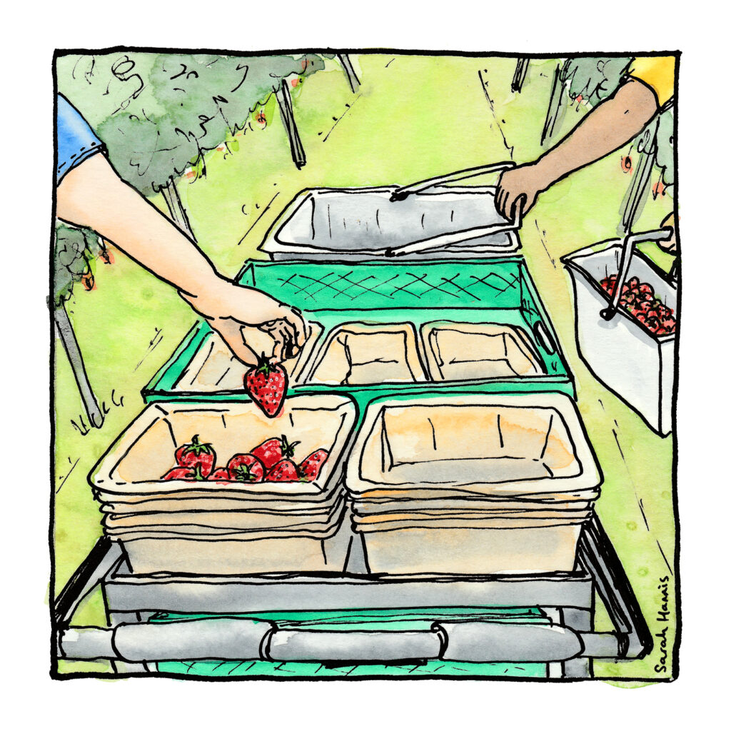 One of 30 ink and watercolour sketches by Sarah Hannis providing insight into the daily lives of migrant agricultural workers who came to the UK in 2021. This image shows checking and weighing.