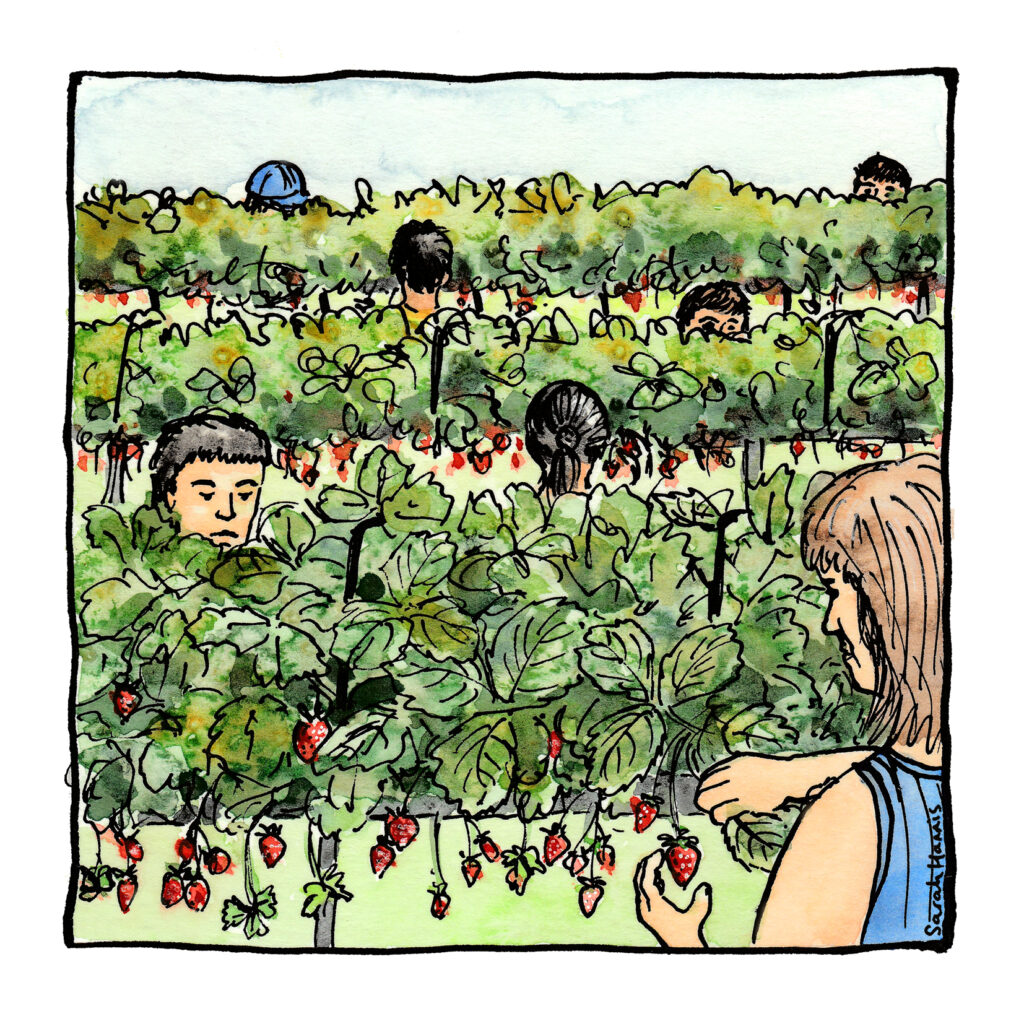 One of 30 ink and watercolour sketches by Sarah Hannis providing insight into the daily lives of migrant agricultural workers who came to the UK in 2021. This image shows pickers at work in the tunnels.