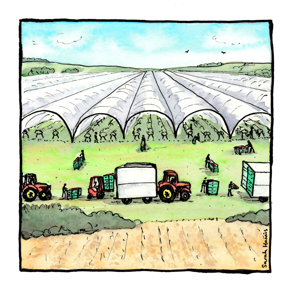 One of 30 ink and watercolour sketches by Sarah Hannis providing insight into the daily lives of migrant agricultural workers who came to the UK in 2021. This image shows loading of strawberries.