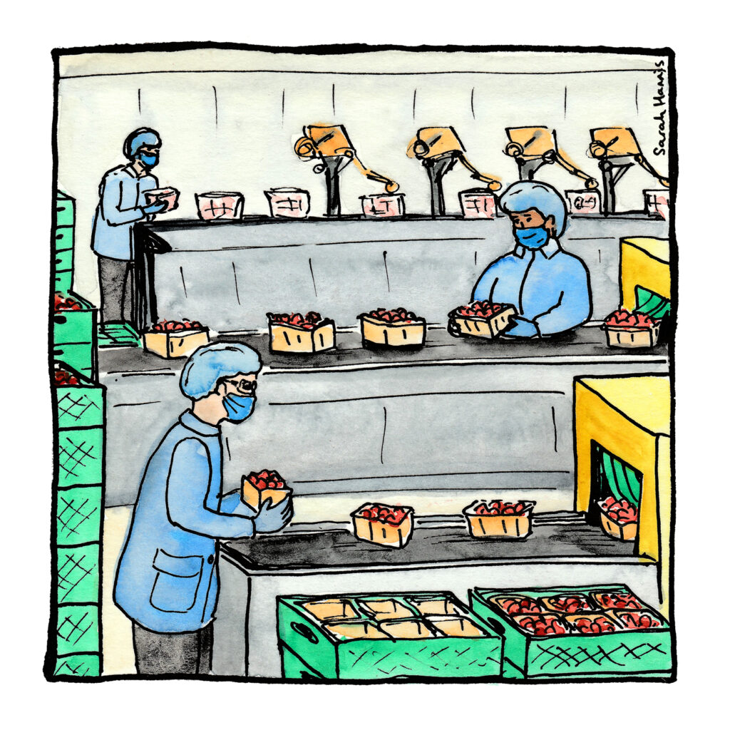 One of 30 ink and watercolour sketches by Sarah Hannis providing insight into the daily lives of migrant agricultural workers who came to the UK in 2021. This image shows washing, grading, and packing.