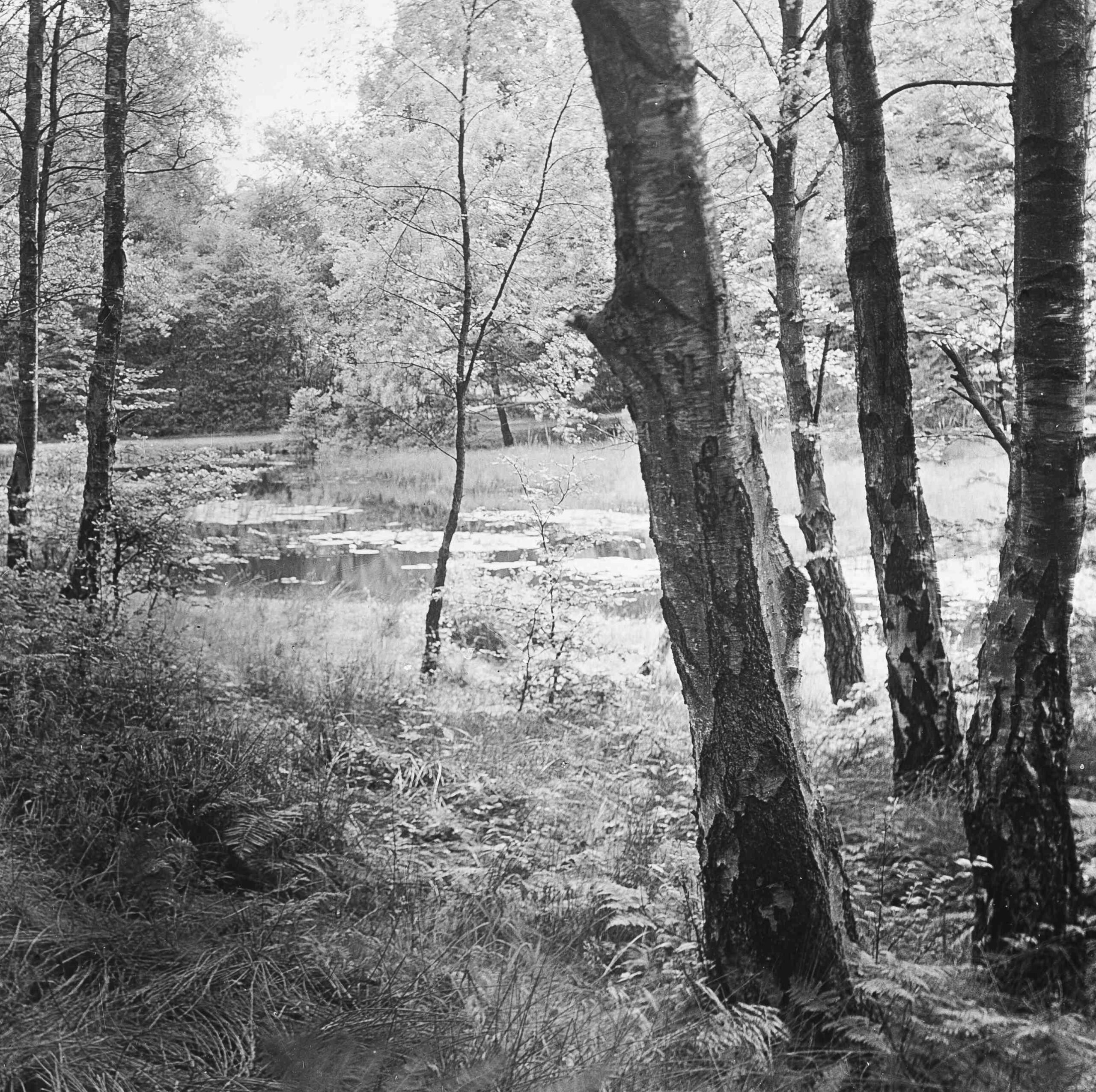 Burnham Beeches