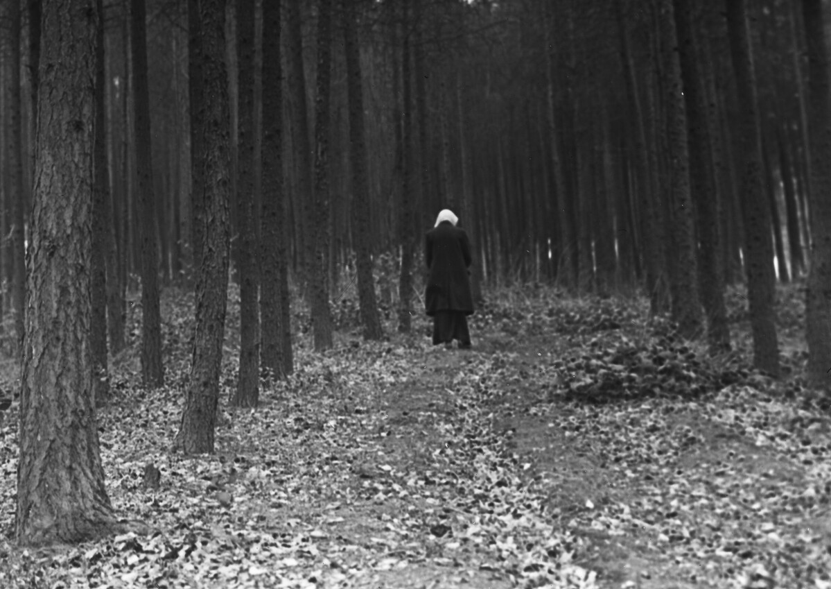 Path through pine wood, West Wycombe