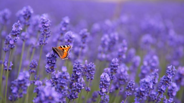 Butterfly sitting on lavender